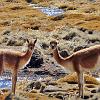 Curious Vicunas